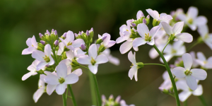 Pinksterbloemen