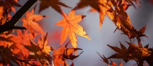 herfstbladeren