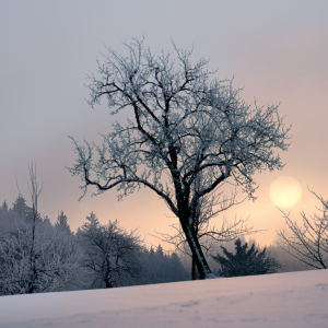 Winter meditatie-wandeling