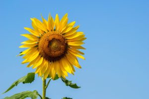 zonnebloem